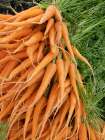 Still-life of young carrots. Art Print